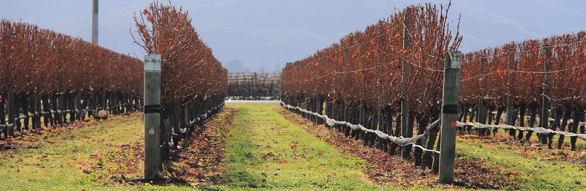 Marlborough Region Restaurants